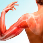 corso-ECM-anatomia-palpatoria-arto-superiore-fisiokinesis